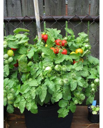 Tomato 'Tiny Tim'