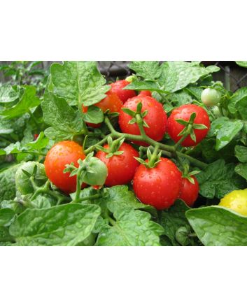 Tomato 'Tiny Tim'