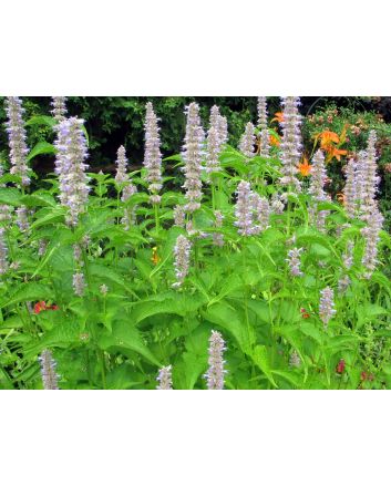 Lavender Hyssop 'Blue Licorice'