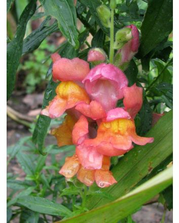 Pinky-Orange Snapdragon