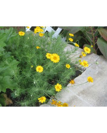 Brittlebush