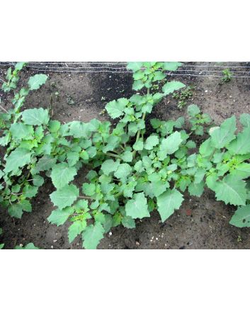 Ground Cherry