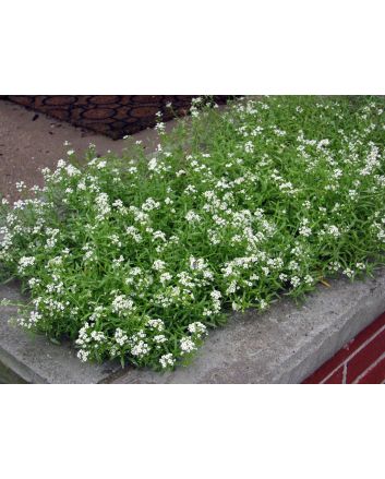 Alyssum 'Carpet of Snow'