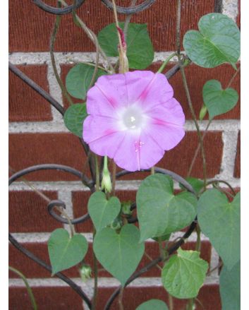 Pink Morning Glory