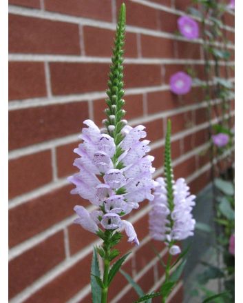 Obedient  Plant
