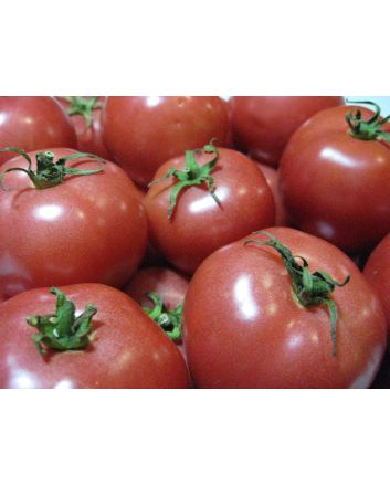 Tomato 'Porter's Pride'