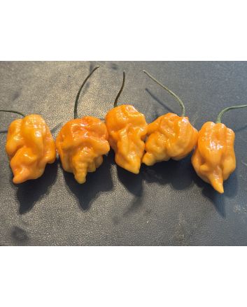 Hot Pepper 'Bih Jolokia x Sugar Rush Peach' Seeds (Certified Organic)