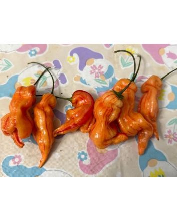 Hot Pepper 'Sugar Rush Stripey' Seeds (Naturally Grown)