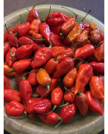 Hot Pepper 'Orion RED CROSS' Seeds