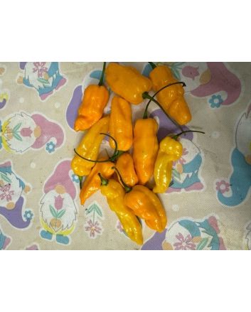 Hot Pepper 'Golden Slimer' (Long Variant) Seeds (Naturally Grown)
