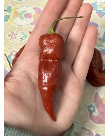 Hot Pepper 'Caramel Naganero Scorpion' Seeds (Naturally Grown)
