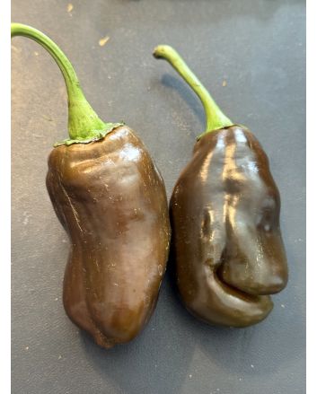 Sweet Pepper 'Sweet Chocolate' Seeds
