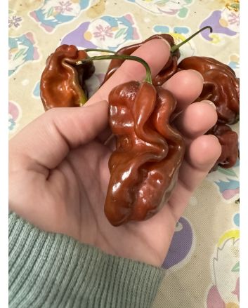 Hot Pepper 'Contorted Coco' Seeds (Naturally Grown)
