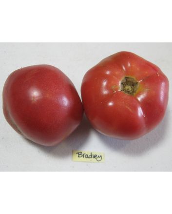 Tomato 'Bradley'
