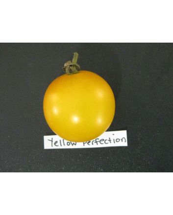 Tomato 'Yellow Perfection'