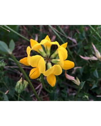 Bird's Foot Trefoil 