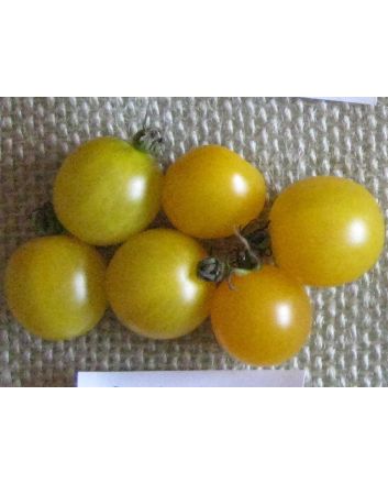 Tomato 'Small Gold Cherry'