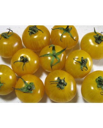 Tomato 'Ester Hess Yellow Cherry'