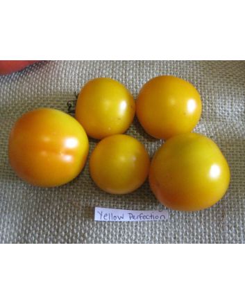 Tomato 'Yellow Perfection'