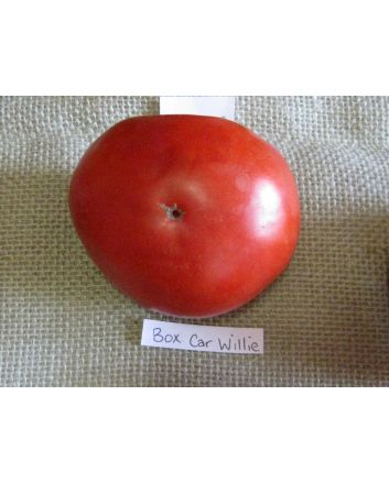 Tomato 'Boxcar Willie' Seeds (Naturally Grown)