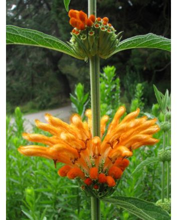 Lion's Ear AKA Devil's Pincushion