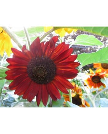 Sunflower 'Autumn Beauty' 