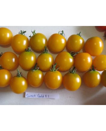 Tomato 'Sweet Gold F2' 