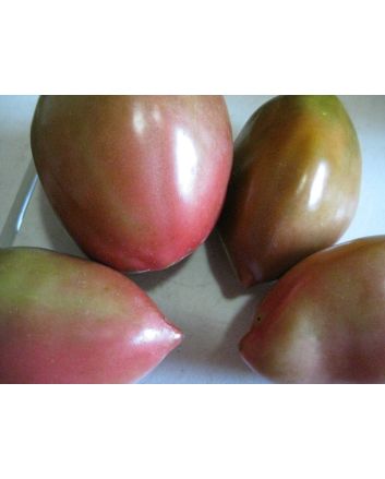 Tomato 'Purple Russian'