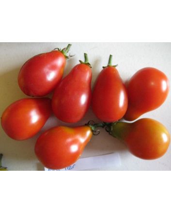 Tomato 'Red Pear'
