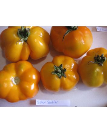Tomato 'Yellow Stuffer' 