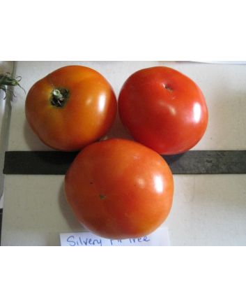Tomato 'Silvery Fir Tree'