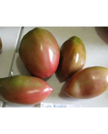 Tomato 'Purple Russian'