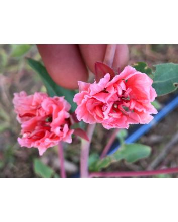 Mountain Garland 