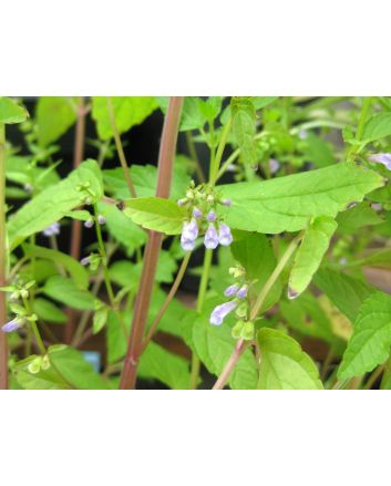 Virginia Skullcap AKA Mad-Dog Skullcap