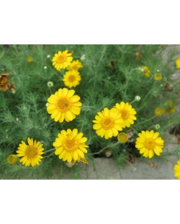 Brittlebush