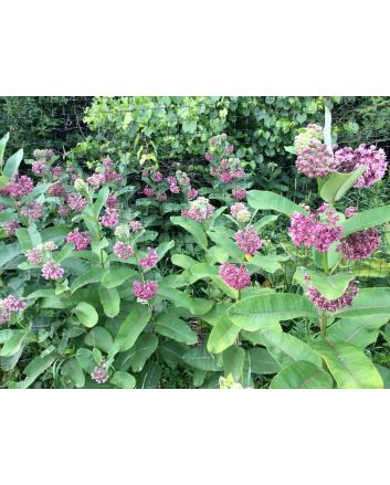 Common Milkweed