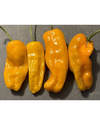 Hot Pepper 'Datil' Seeds (Naturally Grown)