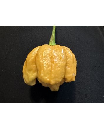 Hot Pepper ‘Golden Carolina Reaper' Seeds (Naturally Grown)
