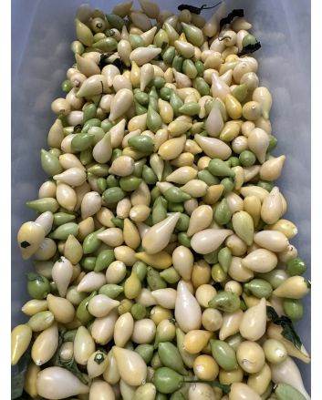 Hot Pepper 'White Chupetinho' Seeds (Naturally Grown)