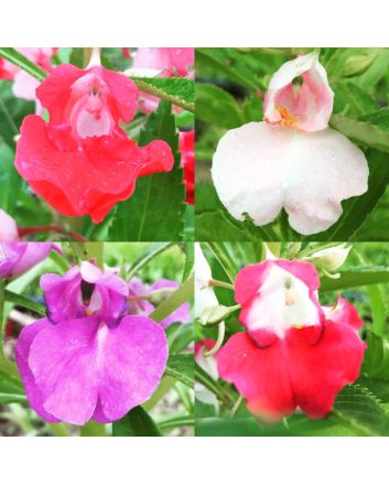 Balsam Impatiens Mix