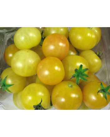 Tomato 'Gajo de Melon' (more yellow strain) Seeds