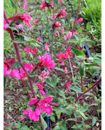 Mountain Garland 