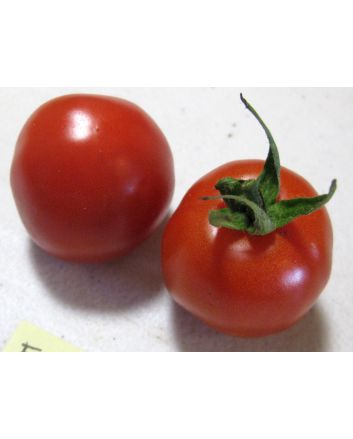 Tomato 'Fox Cherry'