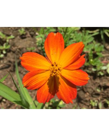 Cosmos 'Ladybird Scarlet' 