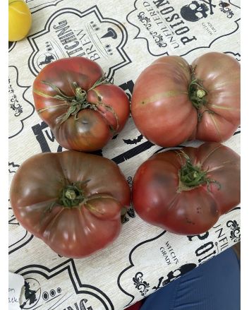 Tomato 'German Black' Plant 