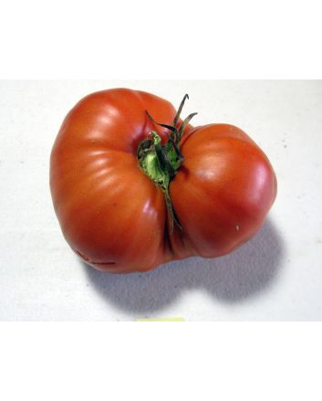 Tomato 'Aussie'