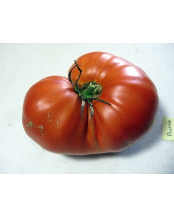 Tomato 'Aussie'