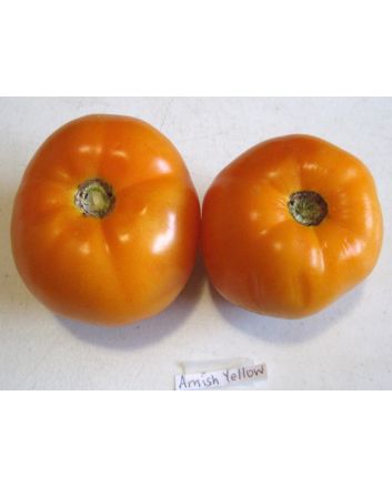 Tomato 'Amish Yellow'