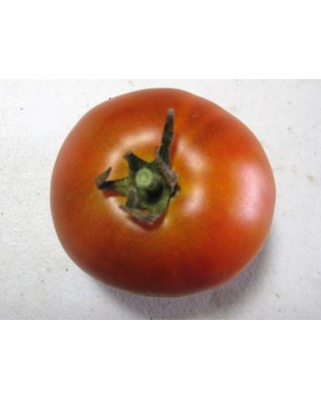 Tomato 'Mule Team' Seeds
