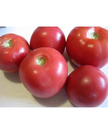Tomato 'Arkansas Traveler' 